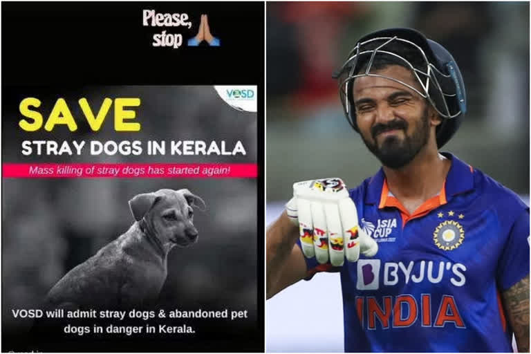 kl rahul against killing of stray dogs in kerala  kl rahul  stray dogs in kerala  kl rahul Instagram  കെഎൽ രാഹുൽ  തെരുവ്‌ നായ്‌ക്കളെ സംരക്ഷിക്കണമെന്ന് കെഎൽ രാഹുൽ  കെഎൽ രാഹുൽ ഇന്‍സ്റ്റഗ്രാം  കേരളത്തിലെ തെരുവ്‌ നായ്‌ക്കള്‍