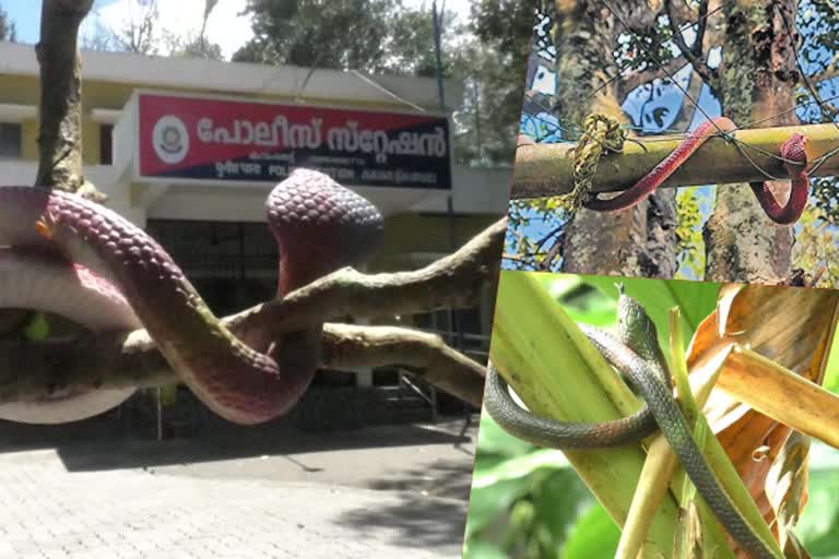 Snakes are Saviours of this police station, guard a cardamom farm in kerala