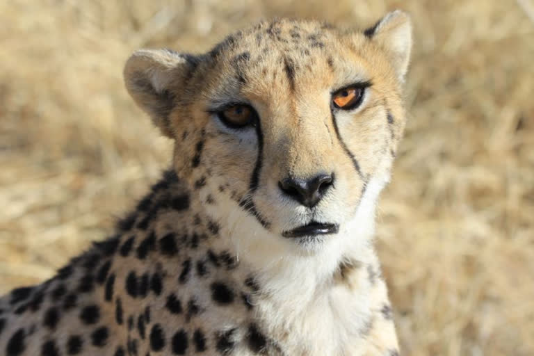 Happy, proud that KNP chosen for cheetah reintroduction programme, say locals; authorities gear up for Saturday event