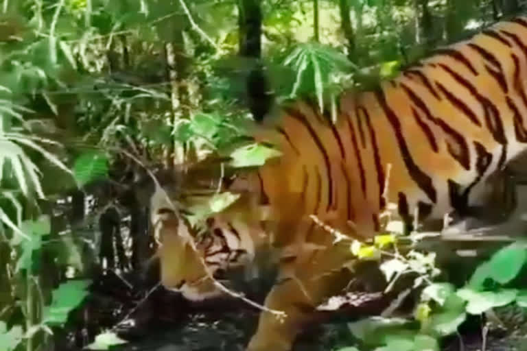 tiger in ramnagar