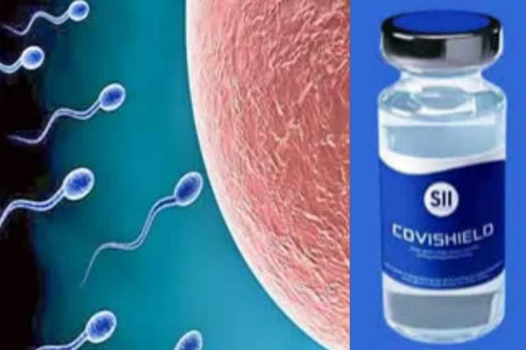 covishield-does-not-affect-male-fertility-report