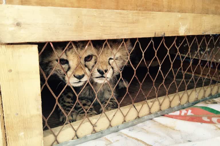 Kuno cheetah project Eagerly wait African cheetahs