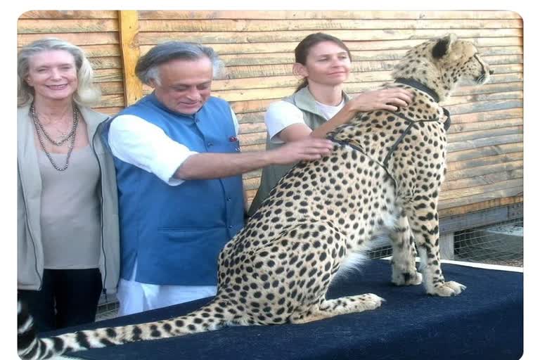 Bhopal Jitu said Congress had brought proposal Cheetah