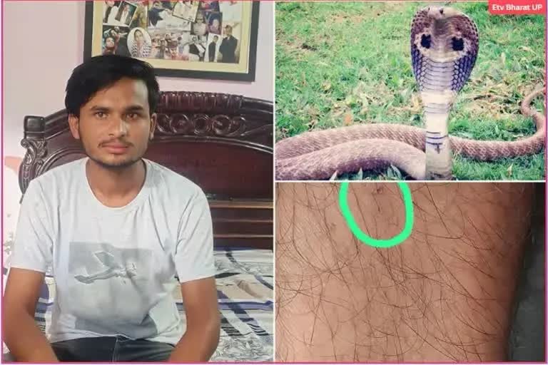 snake bites youth  snake bite  snake bites youth five times in ten days  agra snake bite  പാമ്പ് കടിച്ചു  ആഗ്ര പാമ്പ്  പാമ്പ്