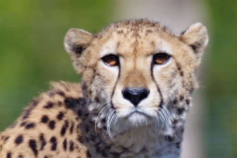 cheetahs from namibia to india overview