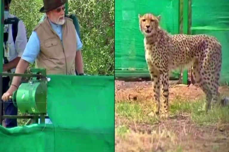 Cheetahs are our guests: PM Modi