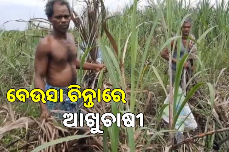 wild animal damaged sugarcane farm in angul