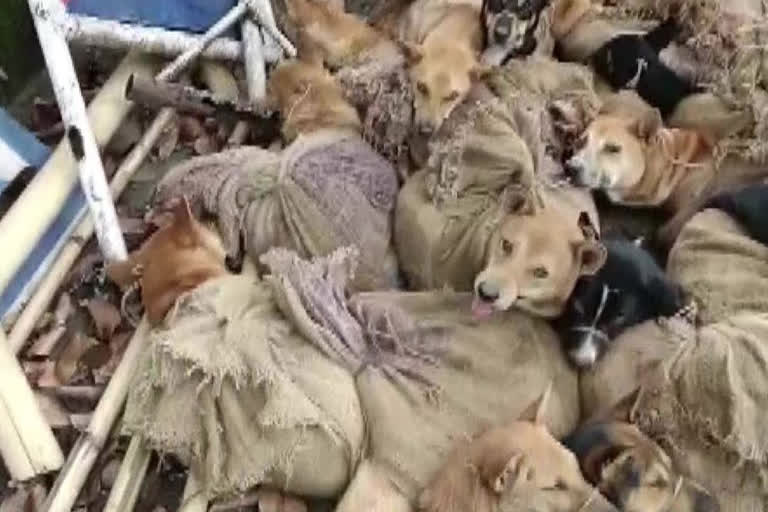 stray dogs left tied in sacks