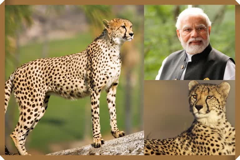 Cheetah in India