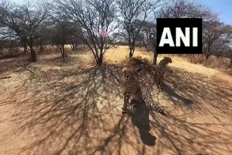 African Cheetahs  നമീബയില്‍ നിന്നുള്ള ചീറ്റകള്‍  എട്ട് ചീറ്റകളേയും വഹിച്ചുള്ള  Cheetah Conservation Fund  ഭൂഖണ്ഡാനന്തര ചീറ്റ കൈമാറ്റ പദ്ധതി