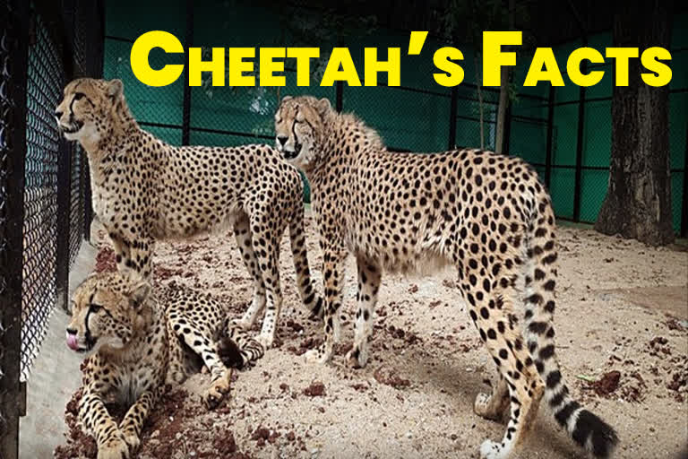 Interesting Facts About Cheetahs