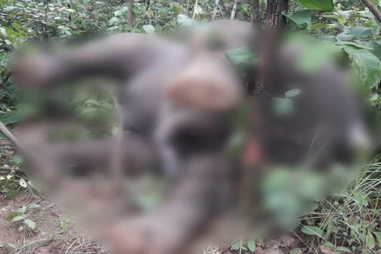 Elephant dead body found in Gormora forest