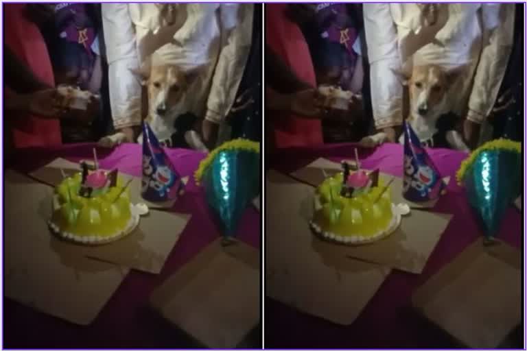 मिर्जापुर में डॉगी का जन्मदिन.