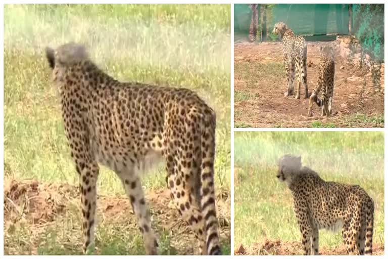 Cheetahs Return to India