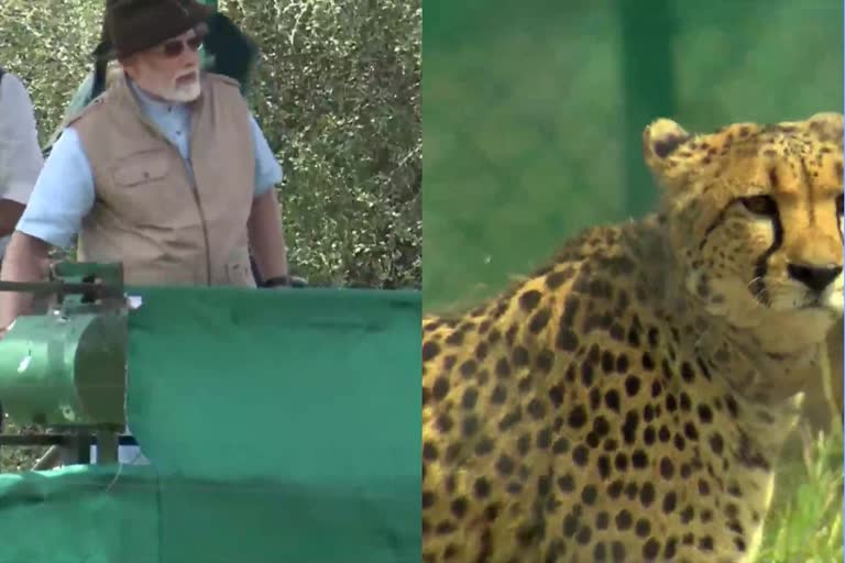 PM Modi Releases Cheetahs