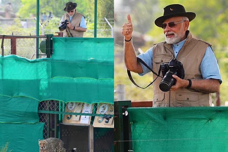 PM Narendra Modi releases cheetahs