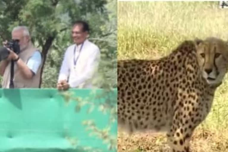 Narendra Modi targets previous governments for not to bring back Cheetahs in India