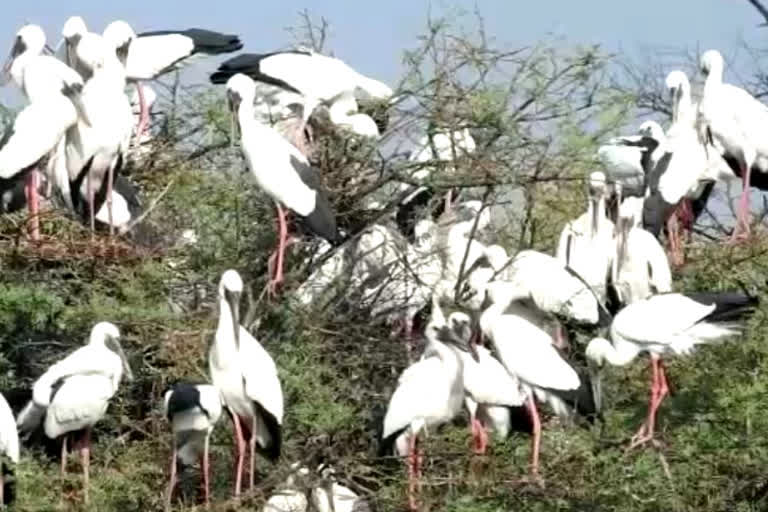 Due to insufficient water, Keoladeo National Park to see less migratory birds