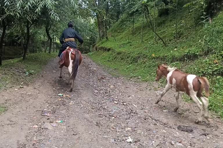 Sanbrari bala in Kokernag without Roads: سنبراری علاقے میں سڑک کب تعمیر ہوگی؟