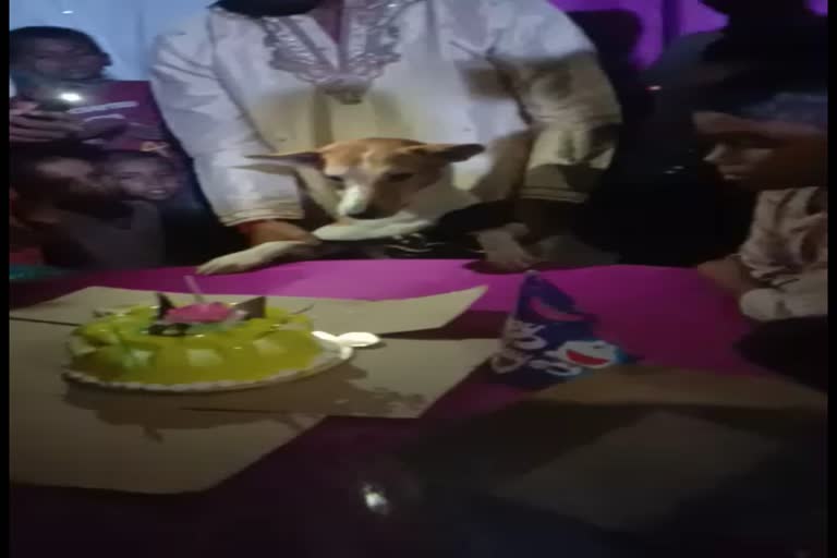 Etv Bharatલો બોલો! મિર્ઝાપુરમાં કૂતરીનો જન્મદિવસ ઉજવાયો