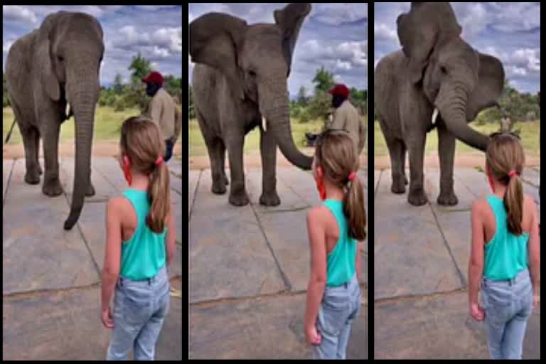 Elephant Mimics Little Girl