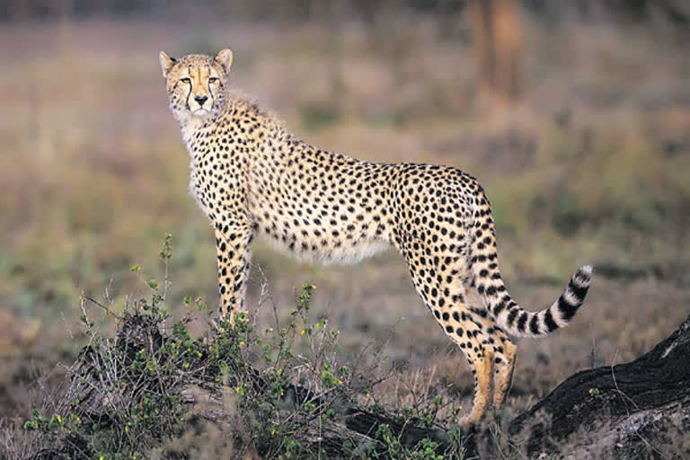 cheetah speed