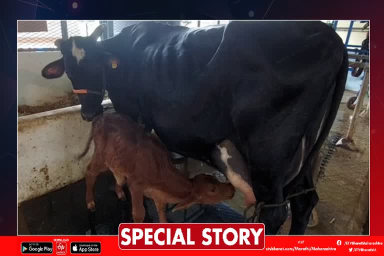 Sahiwal Calf born through IVF Technology