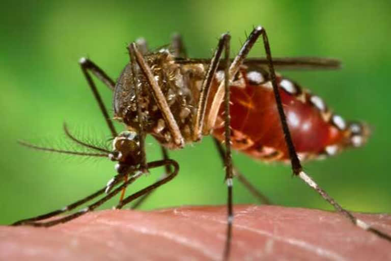 पटना में डेंगू के मामले