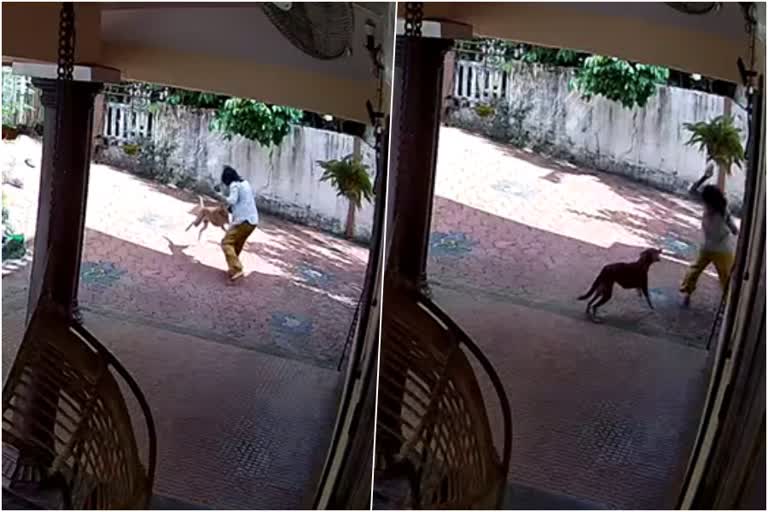 പാമ്പാടിയിൽ ഏഴ് പേരെ കടിച്ച നായക്ക് പേവിഷ ബാധ  ഏഴ് പേരെ കടിച്ച നായക്ക് പേവിഷ ബാധ  തെരുവുനായ  പേവിഷ ബാധ  stray dog attack Pampadi Kottayam  stray dog attack  rabies
