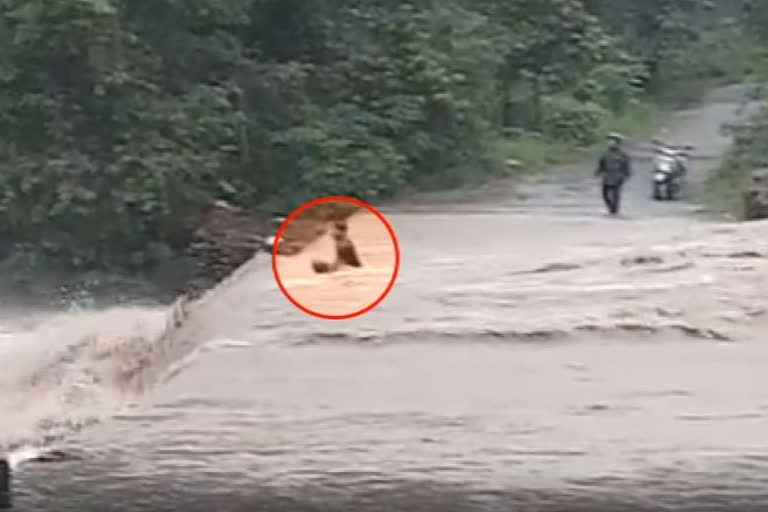 Youth washed away while crossing overflowing channel at Haldwani