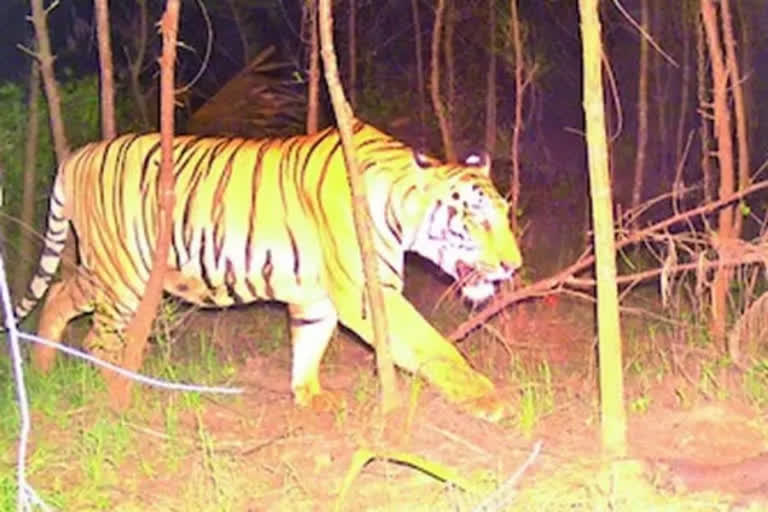 Tiger Roaming Vizianagaram District