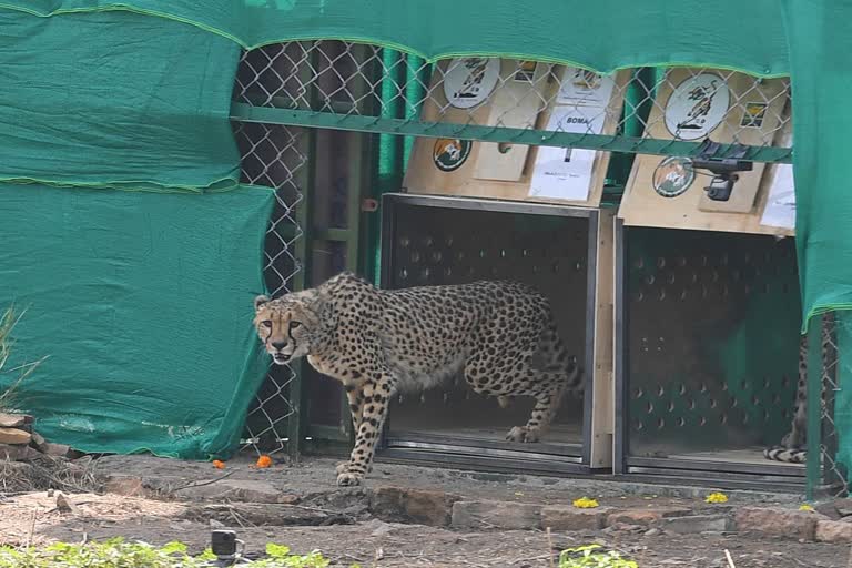 sheopur_kuno_first_day_of_cheetahs_on_indian_soil