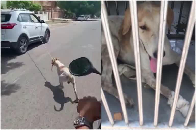 Plastic surgeon tying stray dog to car  tying stray dog to car dragging it along road  stray dog  tying stray dog to car  തെരുവ് നായയെ കാറിൽ കെട്ടി വലിച്ചിഴച്ചു  പ്ലാസ്റ്റിക് സർജനെതിരെ കേസ്  ഓടുന്ന കാറിൽ നായയെ കെട്ടി  ഓടുന്ന കാറിൽ നായയെ കെട്ടിയിട്ടു  തെരുവ് നായയെ കാറിൽ കെട്ടി ക്രൂരത  ഡോക്‌ടർ രജനീഷ് ഗാൽവ  തെരുവ് നായയെ ആക്രമിച്ചു  തെരുവ് നായയെ കാറിൽ കെട്ടിയിട്ടു  കാറിൽ നായയെ കെട്ടി  കാറിൽ നായയെ കെട്ടി വലിച്ചിഴച്ചു