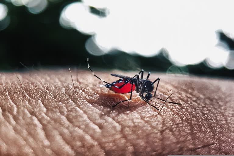 dengue symptoms prevention dengue cases rising