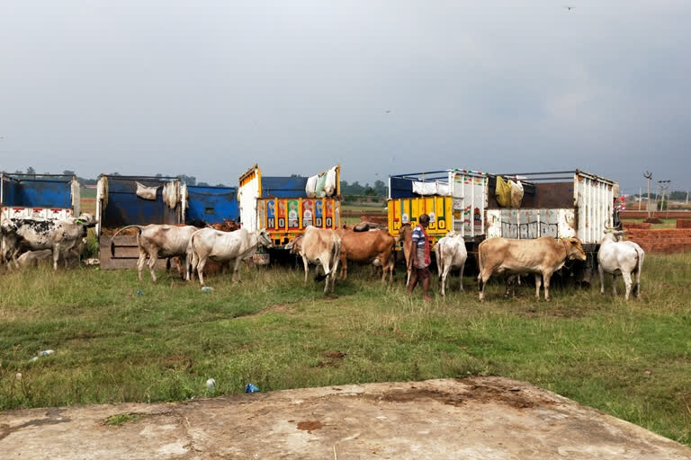 Giridih police caught 12 vehicles carrying cows