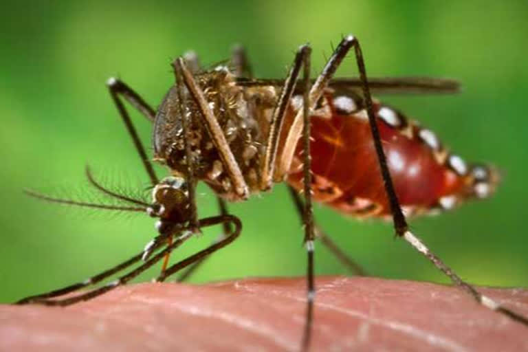 Dengue cases increasing in Delhi