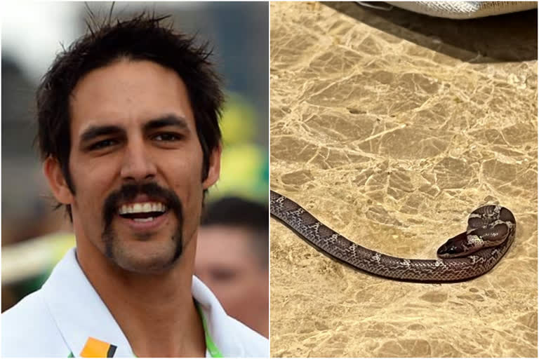 Mitchell Johnson  Mitchell Johnson Instagram  Legends League Cricket  Mitchell Johnson Finds Snake In His Hotel Room  മിച്ചല്‍ ജോണ്‍സണ്‍  മിച്ചല്‍ ജോണ്‍സണ്‍ ഇന്‍സ്റ്റഗ്രാം  ലെജന്‍റ്‌സ് ലീഗ് ക്രിക്കറ്റ്  മിച്ചല്‍ ജോണ്‍സണിന്‍റെ മുറിയില്‍ പാമ്പ്