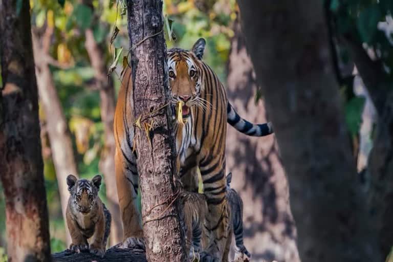 लखीमपुर खीरी में बाघ का हमला.