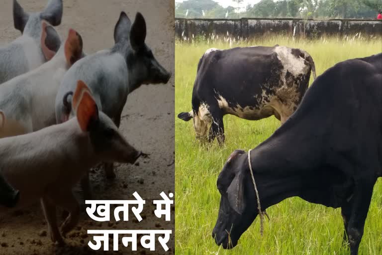 Jharkhand animals died due to African swine fever and lumpy skin disease virus