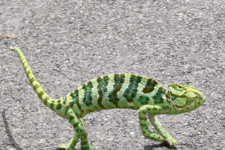 Chameleon recovered from Purulia