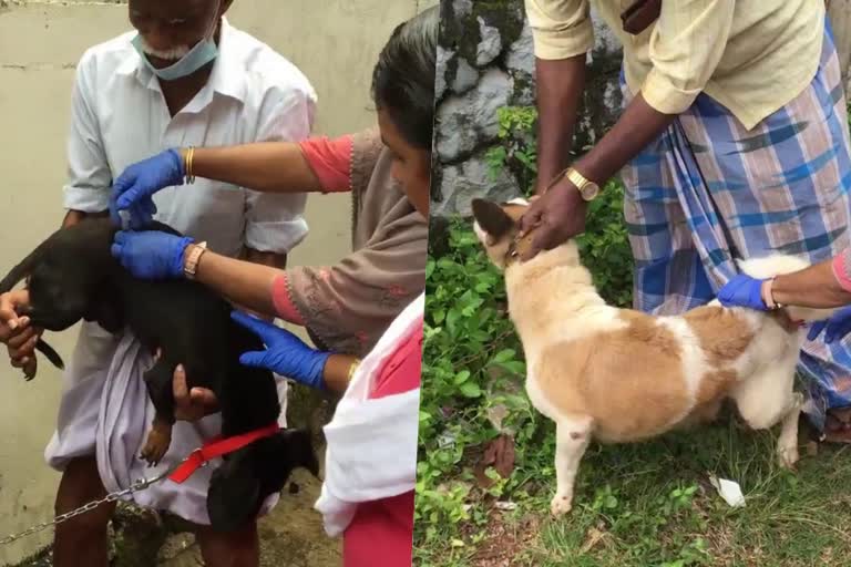 rabies vaccination campiagn  rabies vaccination  domestic dogs in kottayam  dogs in kottayam  stary god kottayam  abc project  vaccination campaign in kottayam  latest news in kottayam  വളര്‍ത്തുനായക്ക് കുത്തിവയ്‌പ്  പേവിഷബാധ പ്രതിരോധ വാക്‌സിന്‍  എബിസി പദ്ധതി  കോട്ടയത്ത് എബിസി പദ്ധതി  തെരുവ് നായക്കൾ  കൂടുതൽ ക്യാംപുകൾ തുറക്കുവാനും സാധ്യതയുണ്ട്  കോടിമതയിൽ ഷെൽട്ടർ  തെരുവുനായ  കോട്ടയം ഏറ്റവും പുതിയ വാര്‍ത്ത  ഇന്നത്തെ പ്രധാന വാര്‍ത്ത