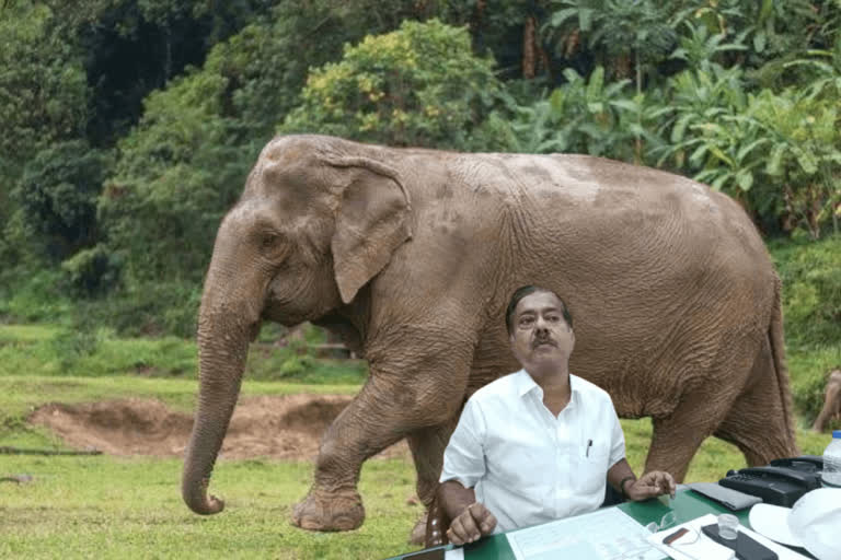 forest-department-to-recruit-600-staffs-to-report-on-elephant-movements