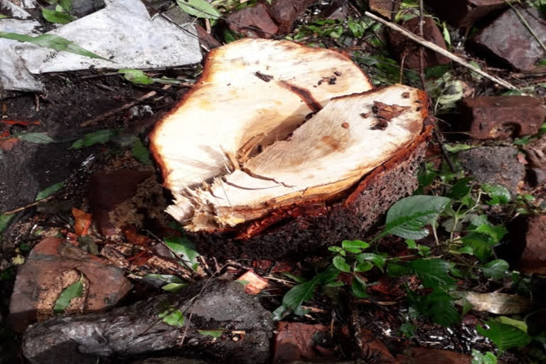 Tree Smugglers Cut Two Sandalwood tree