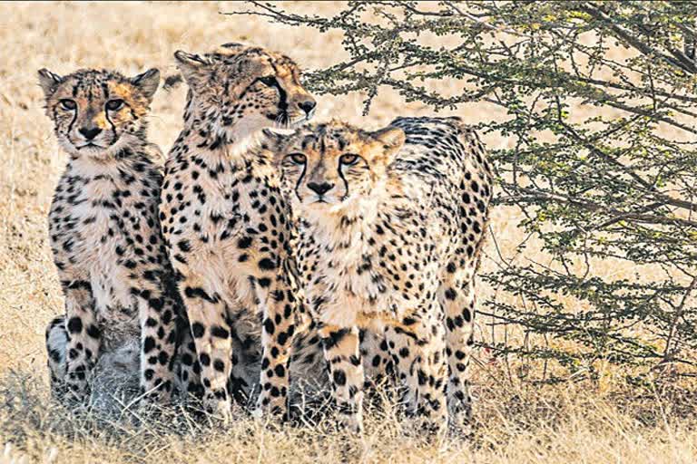 Cheetahs in kuno national park are under experts observation