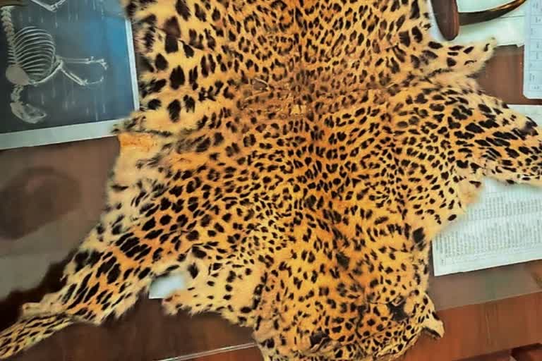 Leopard skin smuggling
