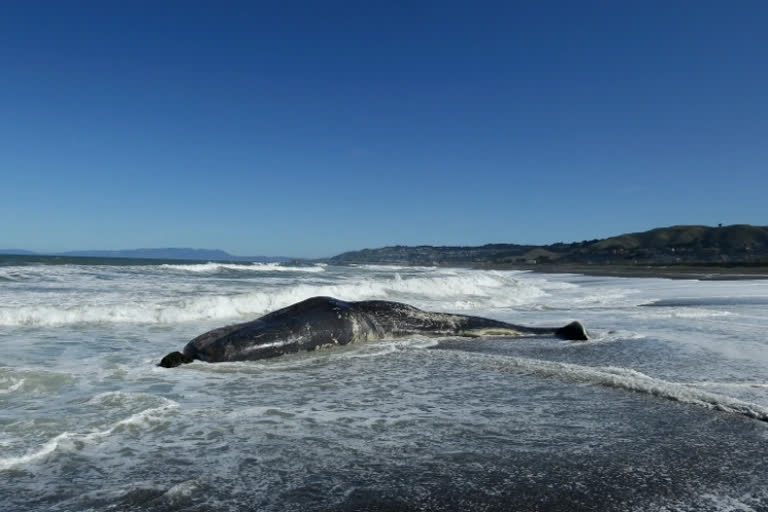 Some 230 whales beached in Tasmania; rescue efforts underway