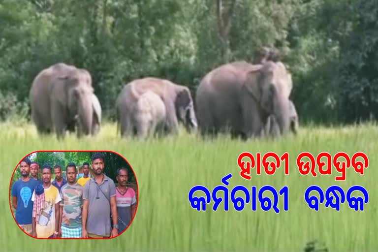 elephant attack in rairangpur villagers demands for compensation
