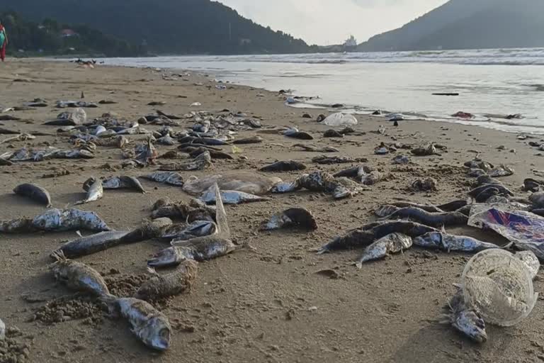 Fishermen threw fish into the sea