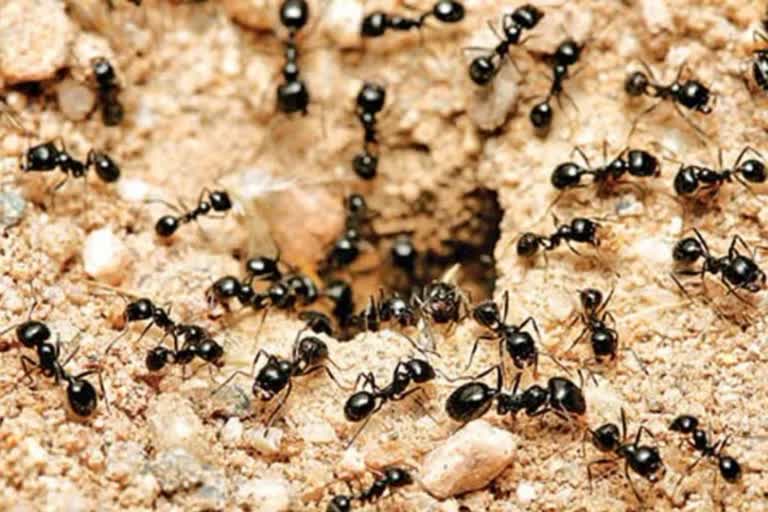 Ant Population In World  ഉറുമ്പുകളുടെ എണ്ണം  ഉറുമ്പുകളെ എണ്ണി ഹോങ്കോംഗ് ഗവേഷകർ  biomass of ants on the globe  20 quadrillion ants on Earth  number of ants on earth  international news  അന്താരാഷ്‌ട്ര വാർത്തകൾ  ഇരുപത് ക്വാഡ്രില്യൺ ഉറുമ്പുകൾ