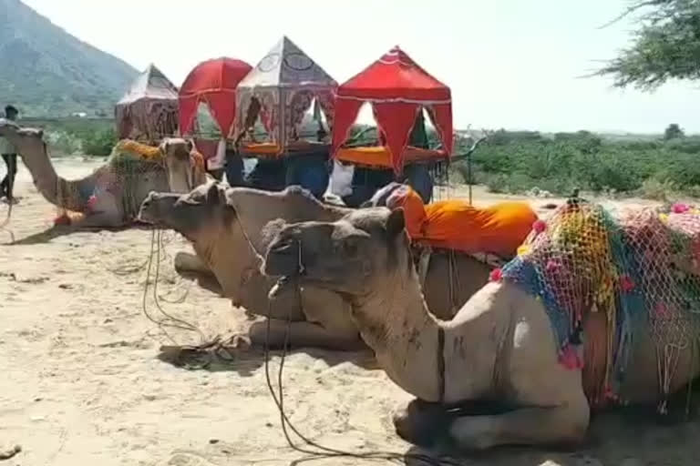 lumpy affect on Pushkar Mela